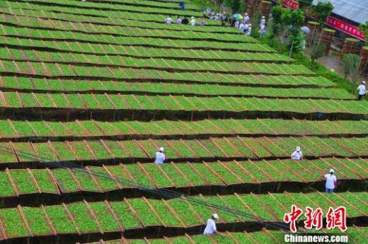 世界上竹笾最多的晒茶场