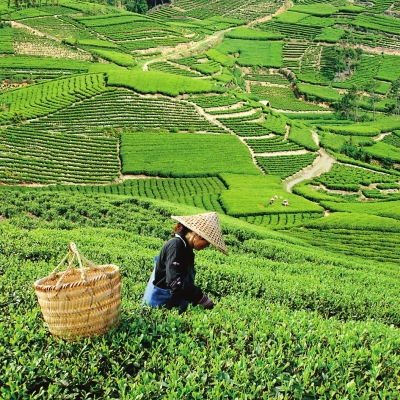 茶妇_世界白茶在中国，中国白茶在福鼎